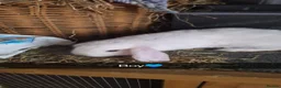 English Lop rabbits for sale: BABY RABBITS  - Advert 2