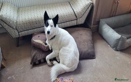 Siberian Husky dogs for sale: Siberian Husky boy  - Advert 1