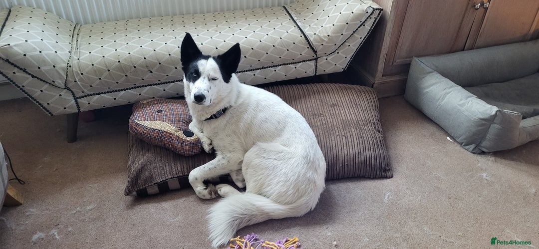 Siberian Husky dogs for sale: Siberian Husky boy  - Advert 1