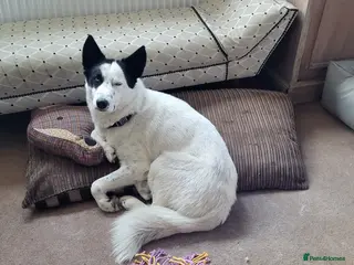 Siberian Husky dogs Siberian Husky boy - Advert 2