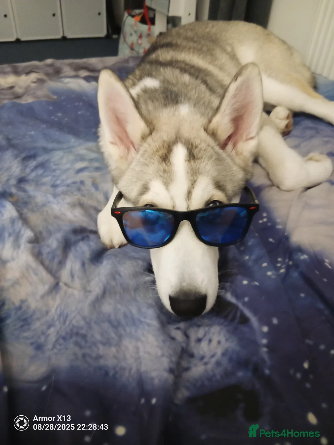 Siberian Husky dogs for sale: Female Siberian husky  - Advert 7