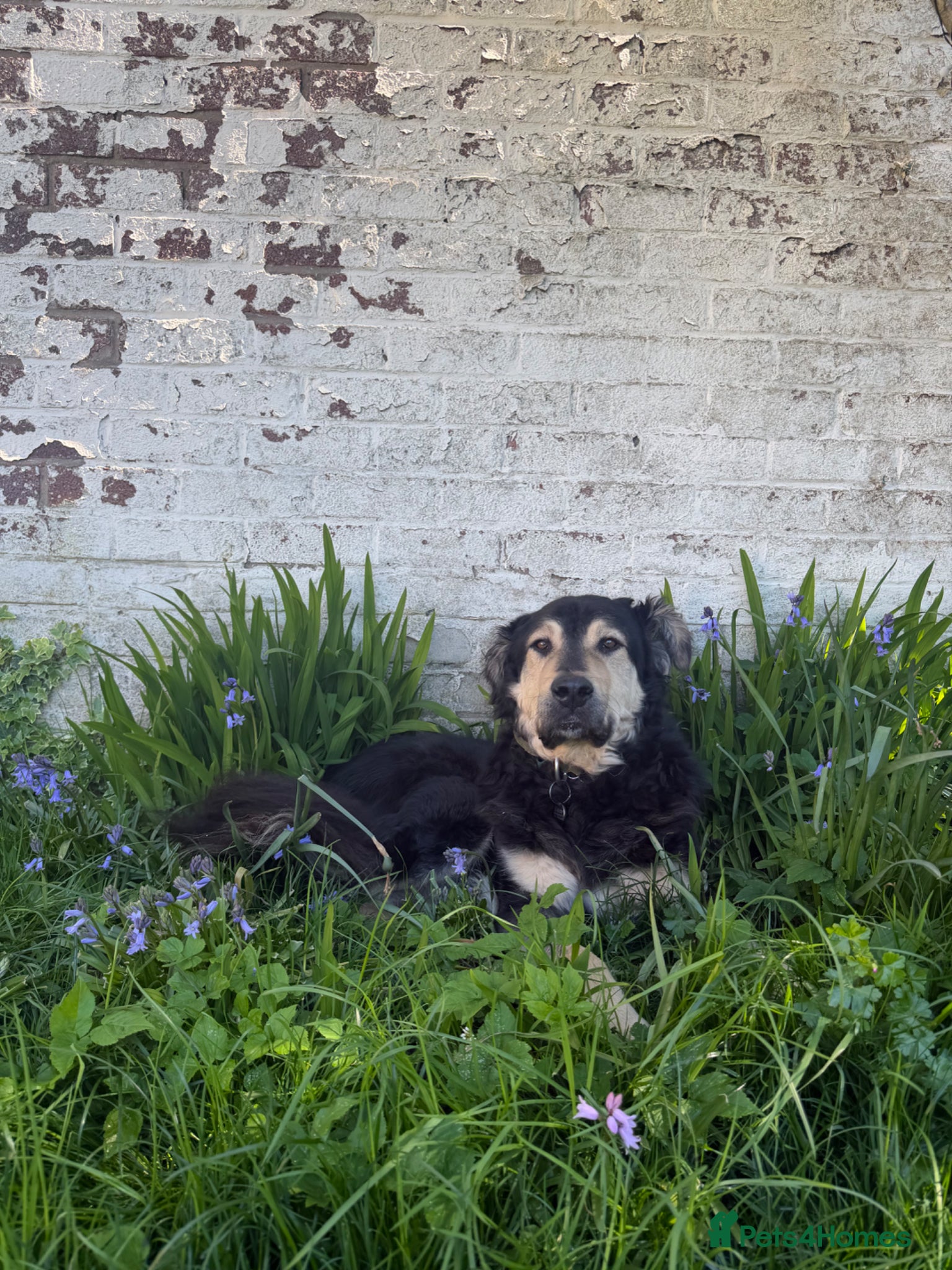 Mixed Breed dogs  Bear  - Advert 2