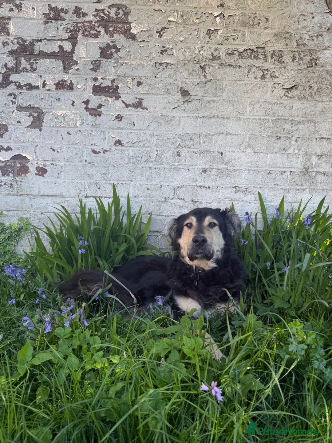 Mixed Breed dogs for sale:  Bear  - Advert 1