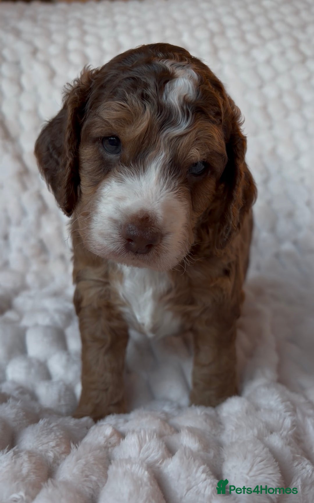 Cockapoo dogs for sale: Charming Cockapoo puppies. Pick your perfect pal! - Advert 4