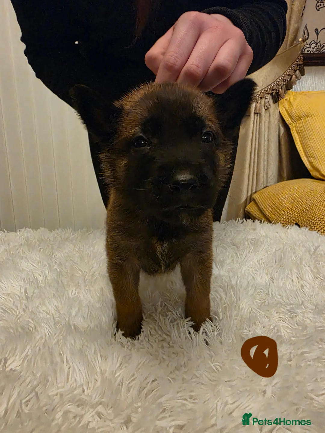 Belgian Shepherd Dog dogs for sale: 🔥🔥Fantastic Belgian Malinois Puppies🔥🔥 - Advert 16