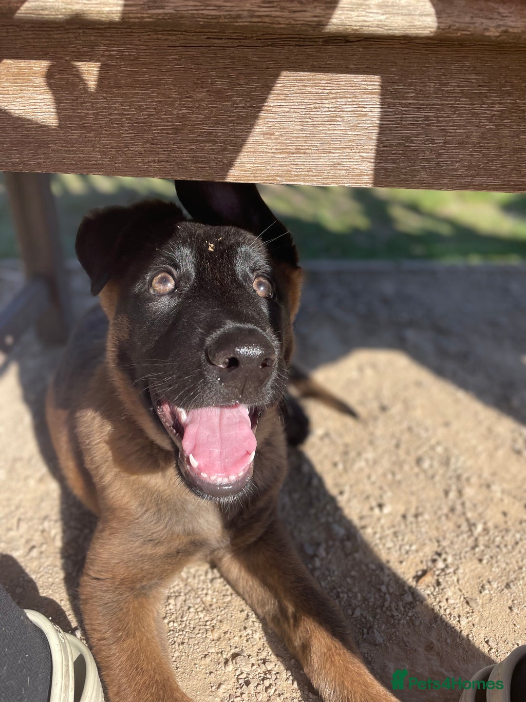 Mixed Breed dogs for sale: German shepherd cross Belgian malinios 8 months  - Image 9