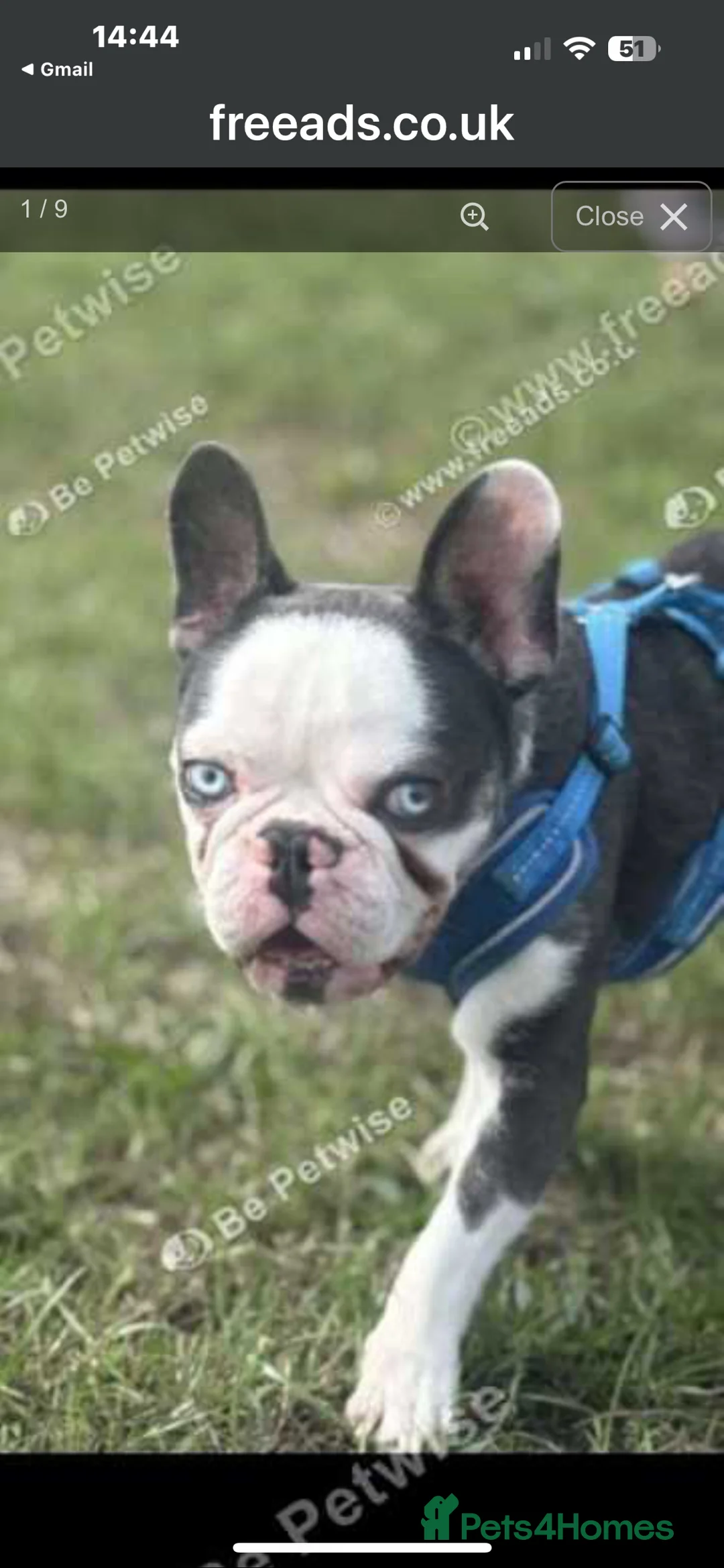 French Bulldog dogs for sale: RARE MINI FRENCH BULLDOG BLUE EYES  - Advert 1