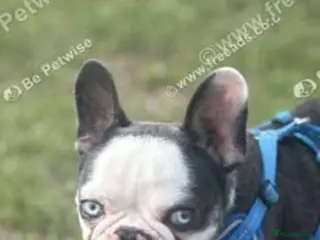 French Bulldog dogs RARE MINI FRENCH BULLDOG BLUE EYES - Advert 1