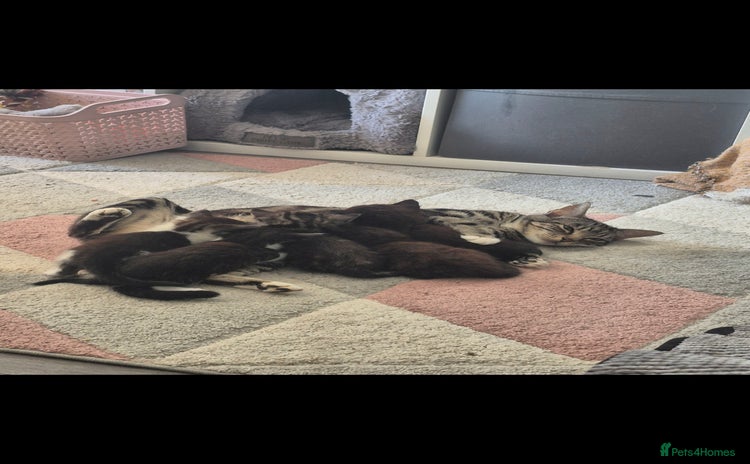 Mixed Breed cats - Advert 1
