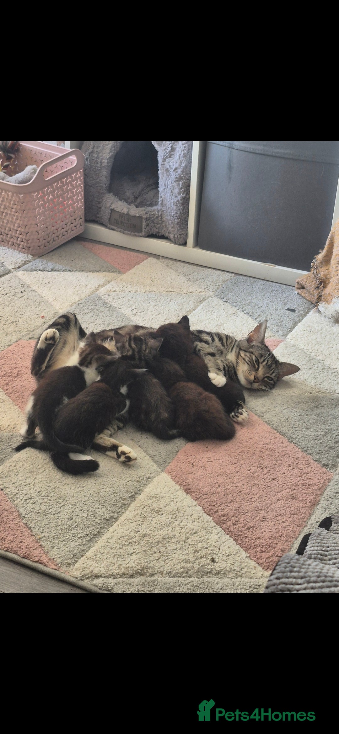 Mixed Breed cats for sale: 5 adorable kittens READY NOW - Image 1