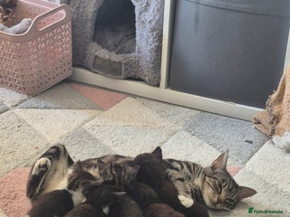 Mixed Breed cats - Advert 11