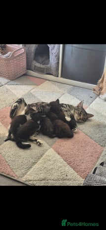 Mixed Breed cats - Advert 1