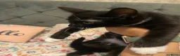 Mixed Breed cats for sale: 9 week old kittens  - Advert 4