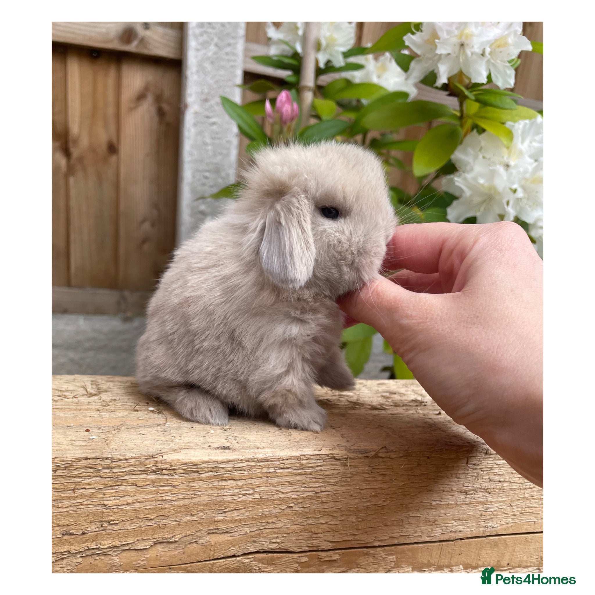 Mini Lop rabbits ɢᴏʀɢᴇᴏᴜꜱ ᴍɪɴɪ ʟᴏᴘꜱ ꜰᴏʀ ꜱᴀʟᴇ - Advert 1