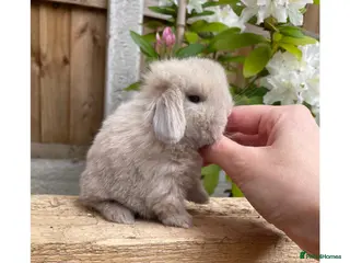 Mini Lop rabbits ɢᴏʀɢᴇᴏᴜꜱ ᴍɪɴɪ ʟᴏᴘꜱ ꜰᴏʀ ꜱᴀʟᴇ - Advert 1
