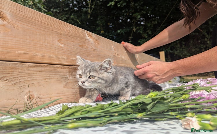 British Shorthair cats - Advert 2