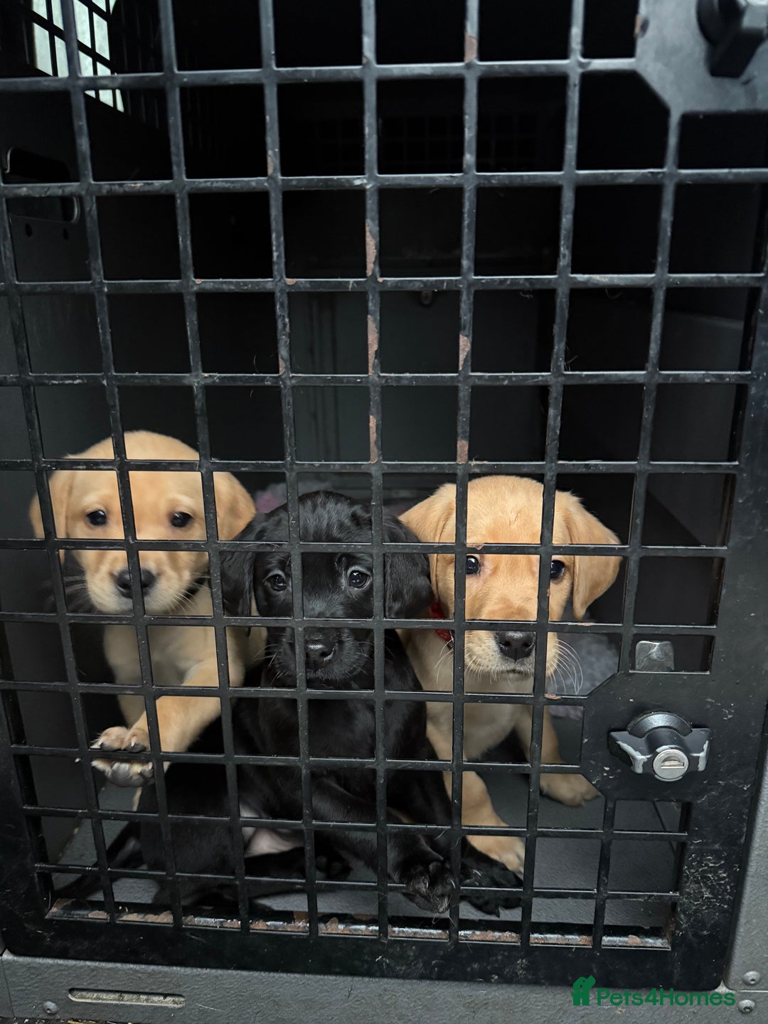 Labrador Retriever dogs for sale: KC Working Labrador Bitch - Advert 2