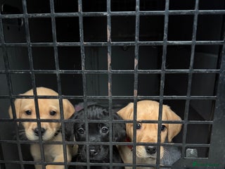 Labrador Retriever dogs KC Working Labrador Puppies - Advert 13