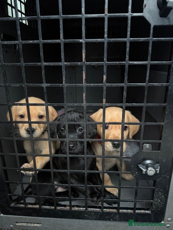 Labrador Retriever dogs KC Working Labrador Puppies - Advert 13