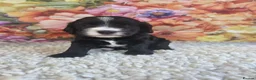 Sproodle dogs for sale: 🐶 Beautiful Sproodle Puppies For Sale 🐶 - Advert 11