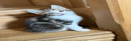 Mixed Breed cats for sale: Cute cats  - Advert 6