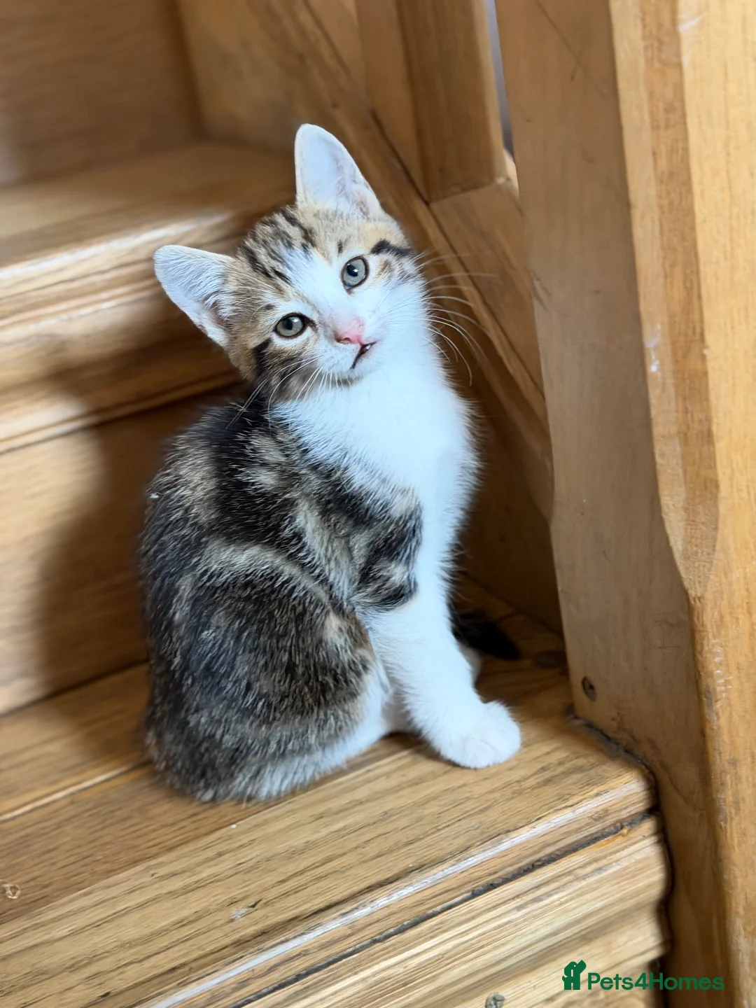 Mixed Breed cats for sale: Cute cats  - Advert 6