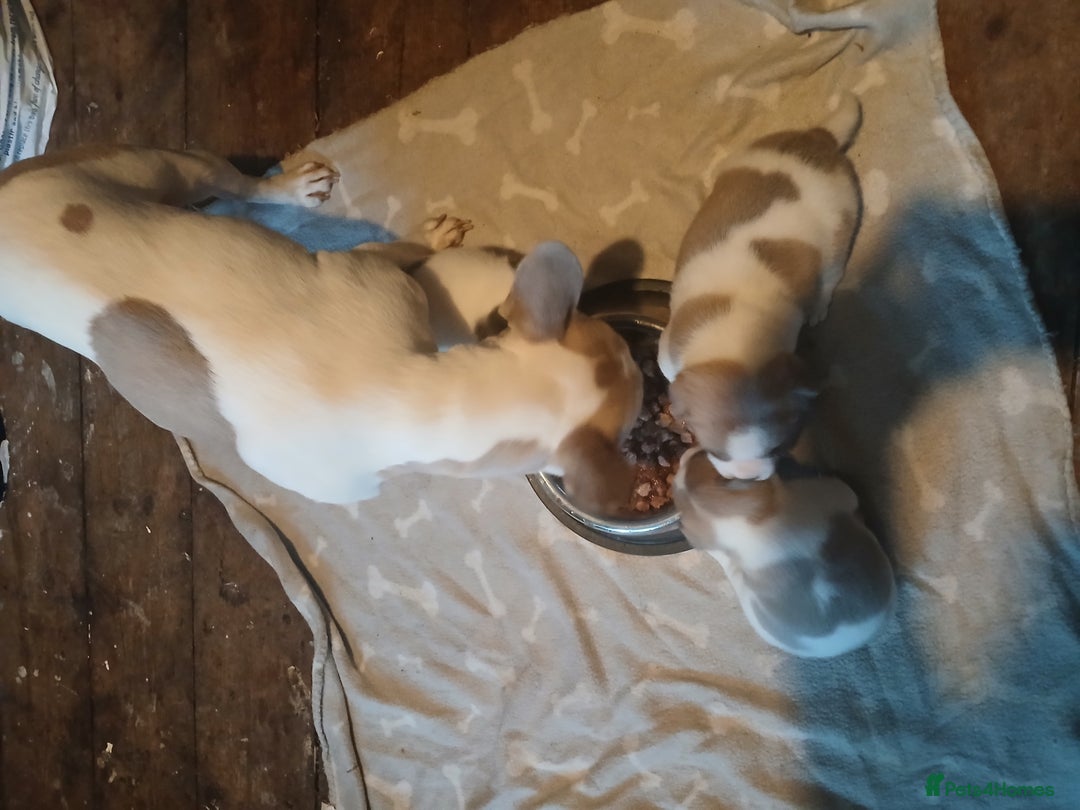 Mixed Breed dogs for sale: French bulldogs  - Image 7