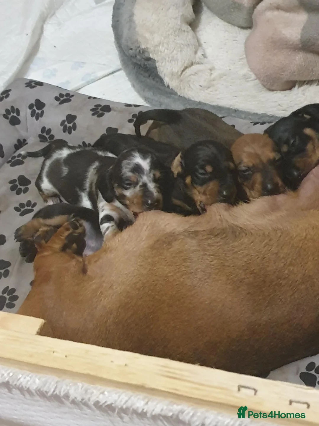 Miniature Dachshund dogs for sale: Miniture daschunds  - Advert 10
