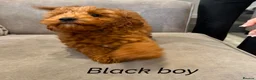 Cavapoo dogs for sale: Ready to leave, DNA HEALTH TESTED PARENTS. - Advert 23