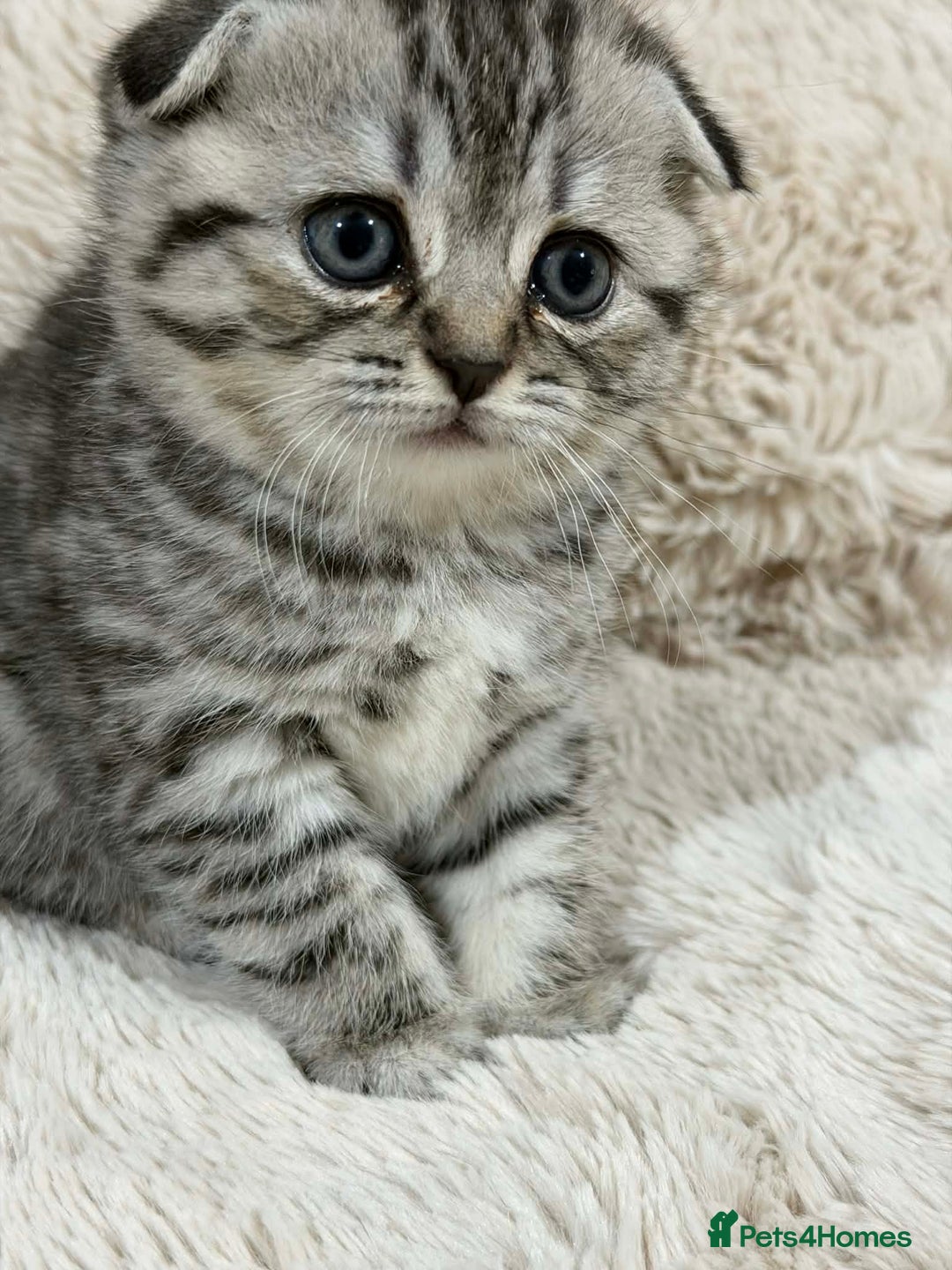 Scottish Fold cats for sale: 4 Scottish fold and British shorthair mix kittens - Advert 4