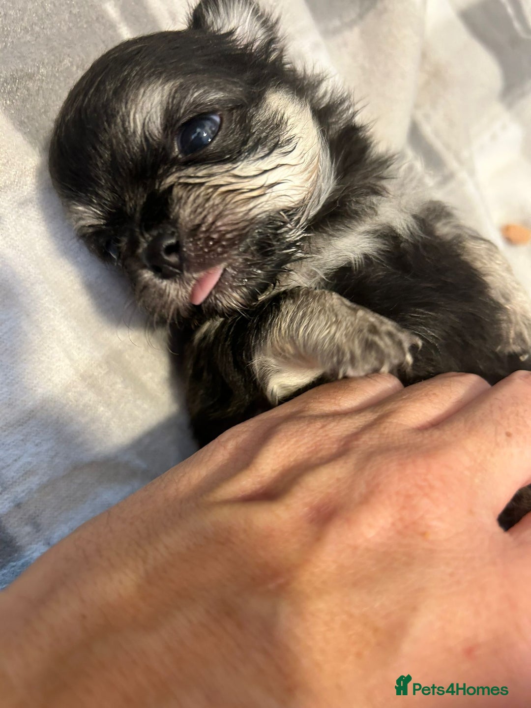 Pomchi dogs for sale: Pomchi puppies - Advert 14