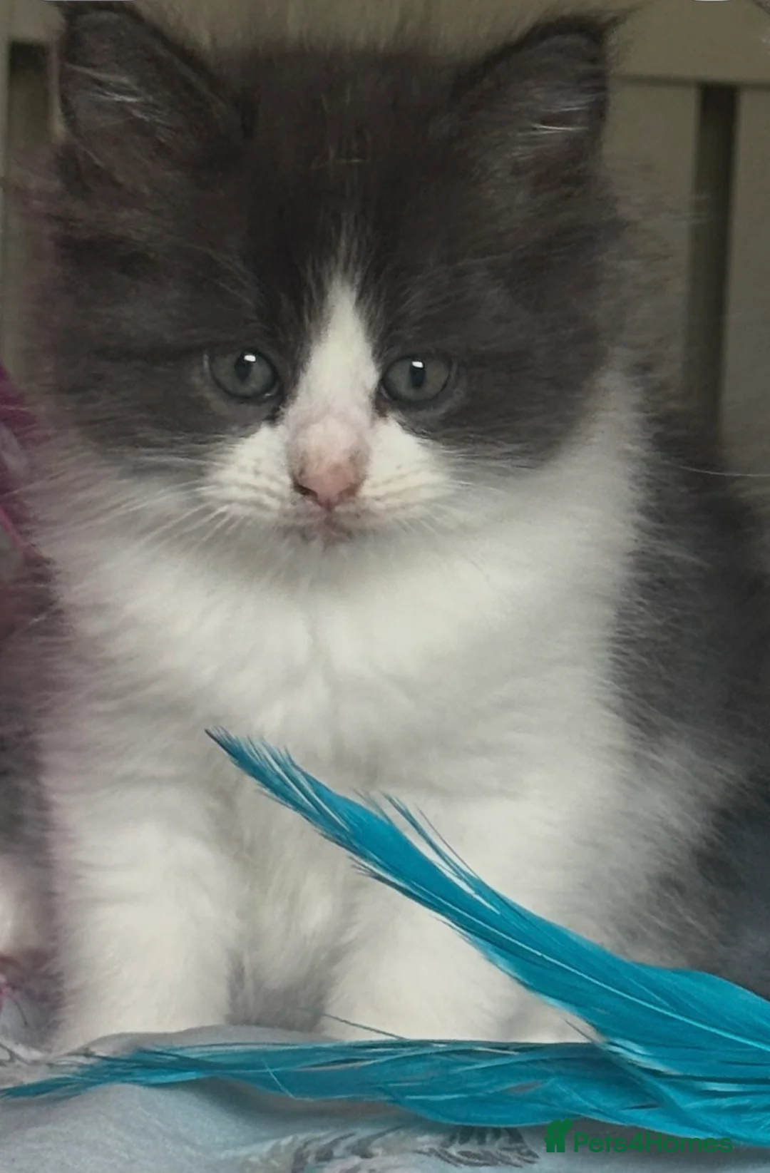 Mixed Breed cats for sale: Ragdoll x Mainecoon fully vaccinated kittens  - Advert 2