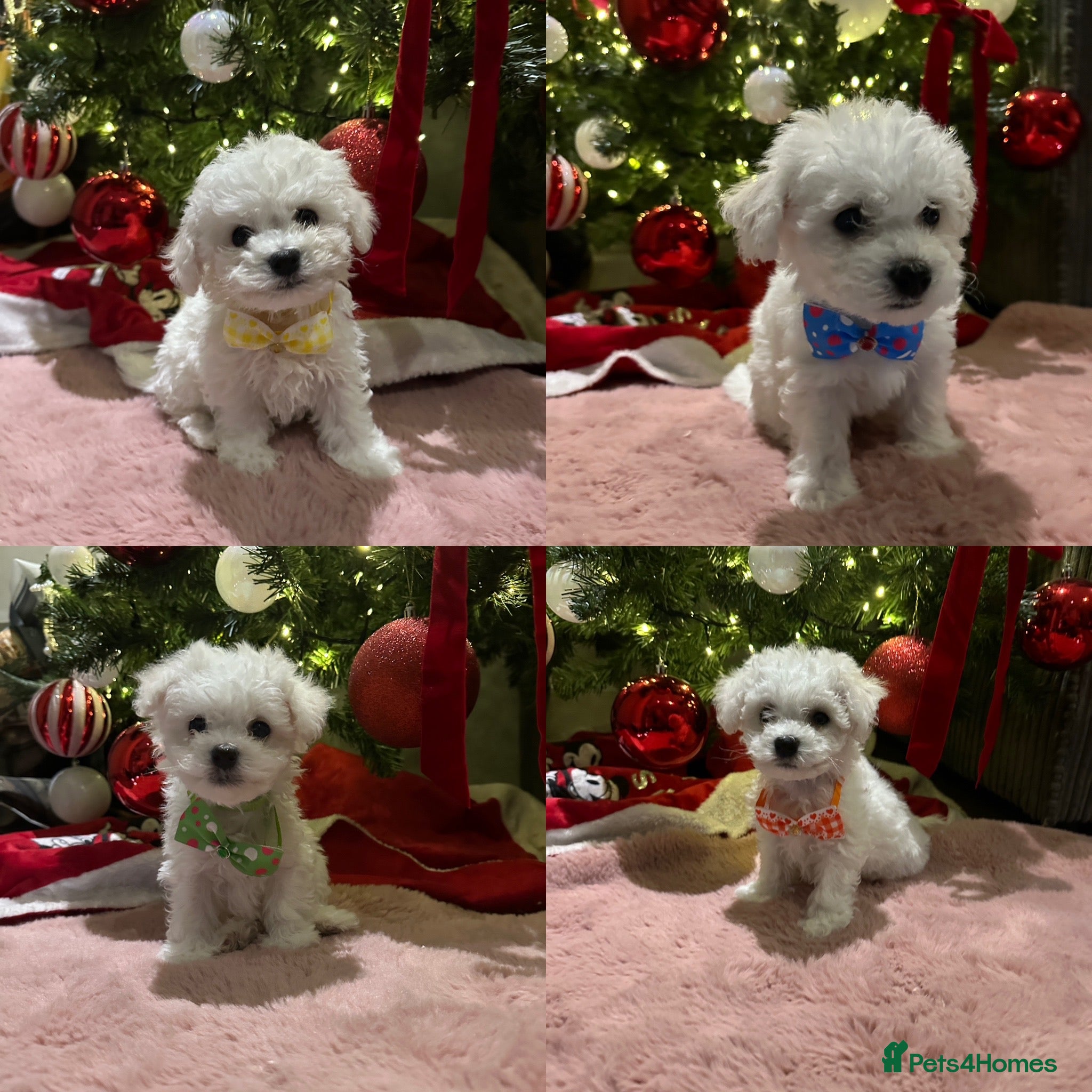 Bichon Frise dogs Pure Pedigree Champion Bloodline Bichon Frise  - Advert 1