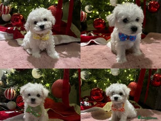 Bichon Frise dogs Pure Pedigree Champion Bloodline Bichon Frise - Advert 1