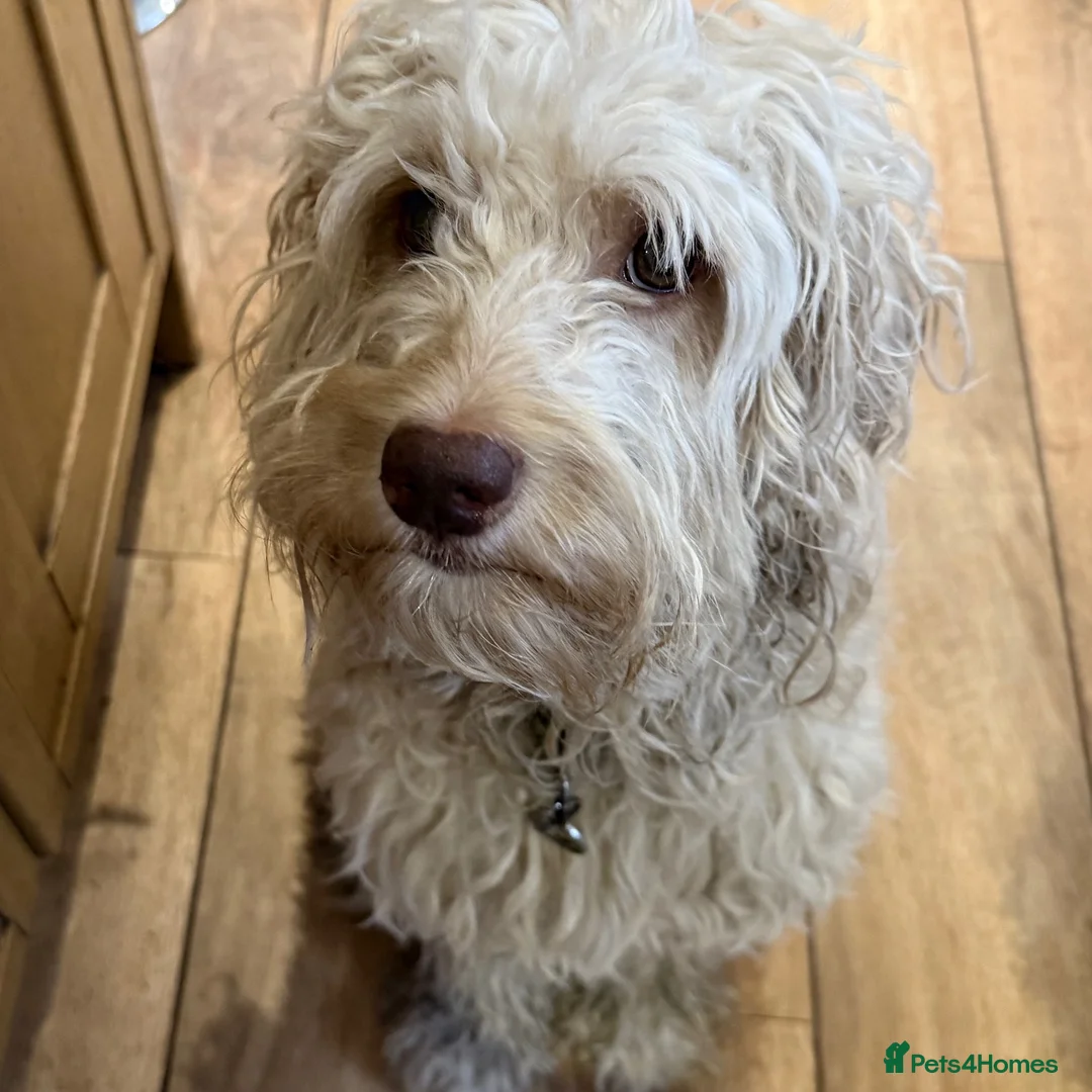 Labradoodle dogs for sale: MultiGen Miniature Merle Labradoodle Puppies  - Advert 3