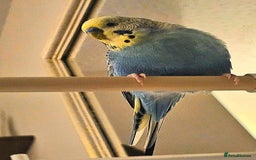 Budgerigars birds for sale: 💙Handsome Budgie Looking for His Perfect Match💛 - Image 2
