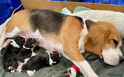 Beagle dogs for sale: Chunky type beagles  - Image 3