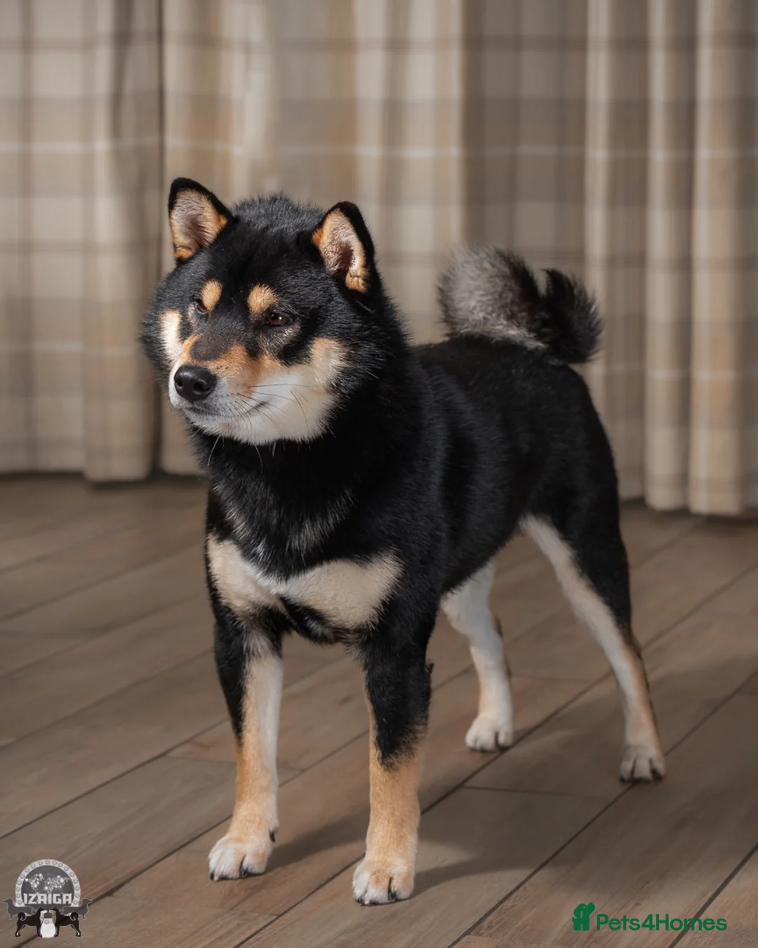 Gallery Image {{count}}