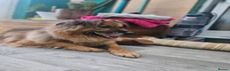 Mixed Breed dogs for adoption: Jacker for adoption in Hastings - Advert 2