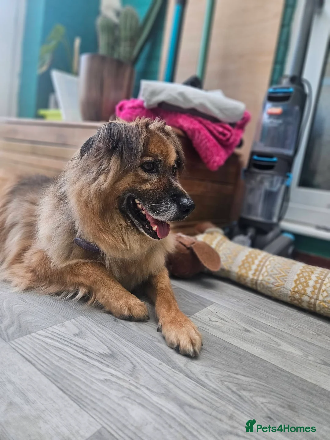 Mixed Breed dogs for adoption: Jacker for adoption in Hastings - Advert 2