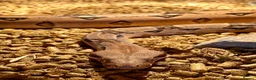 Boa Snake reptiles for sale: Male boa constrictor and 6ft enclosure in Sutton Coldfield - Advert 3