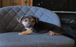 Jack Russell dogs for sale: Traditional Short Legged Jackrussell Pups!  - Image 11