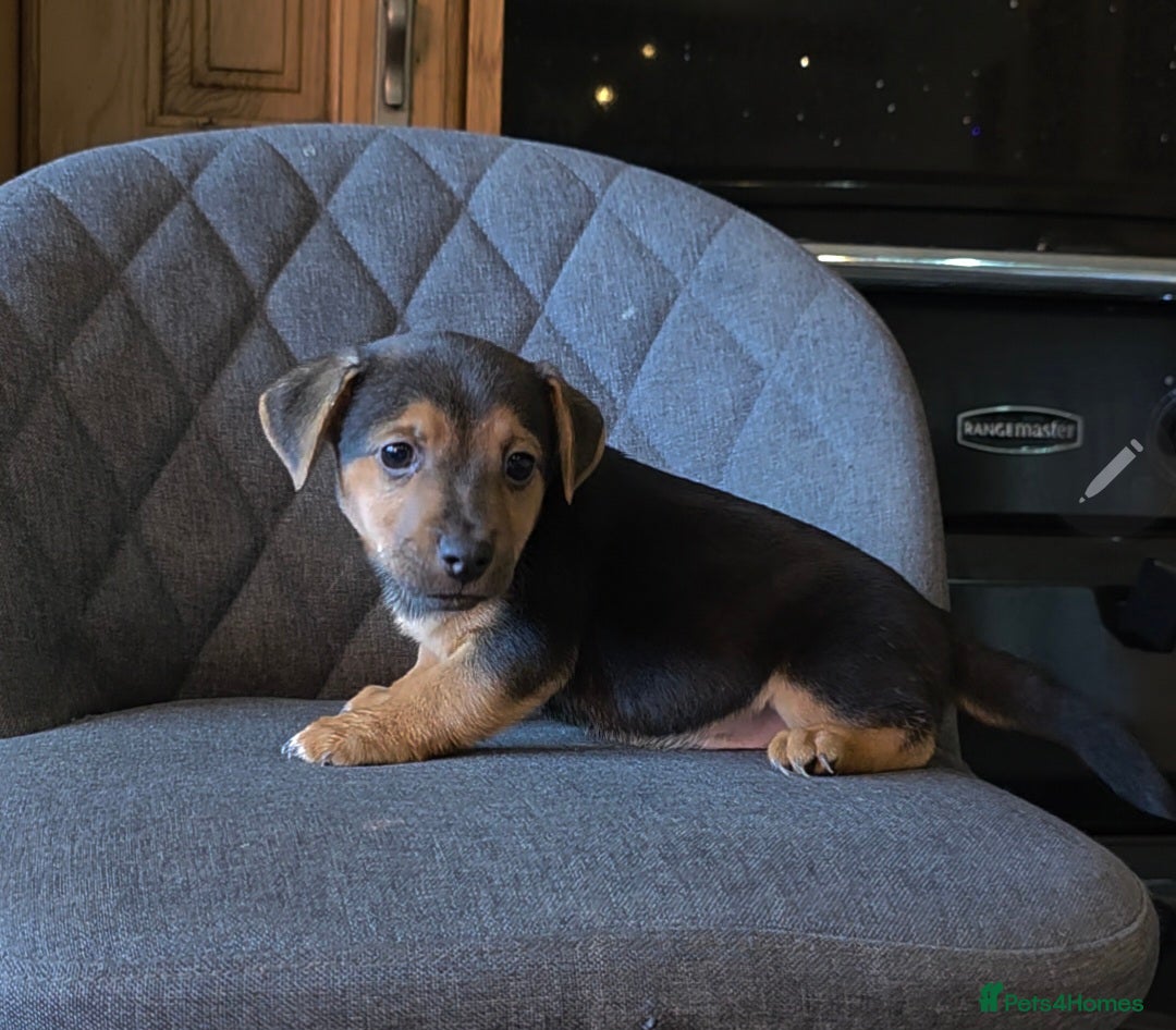 Jack Russell dogs for sale: Traditional Short Legged Jackrussell Pups!  - Image 11