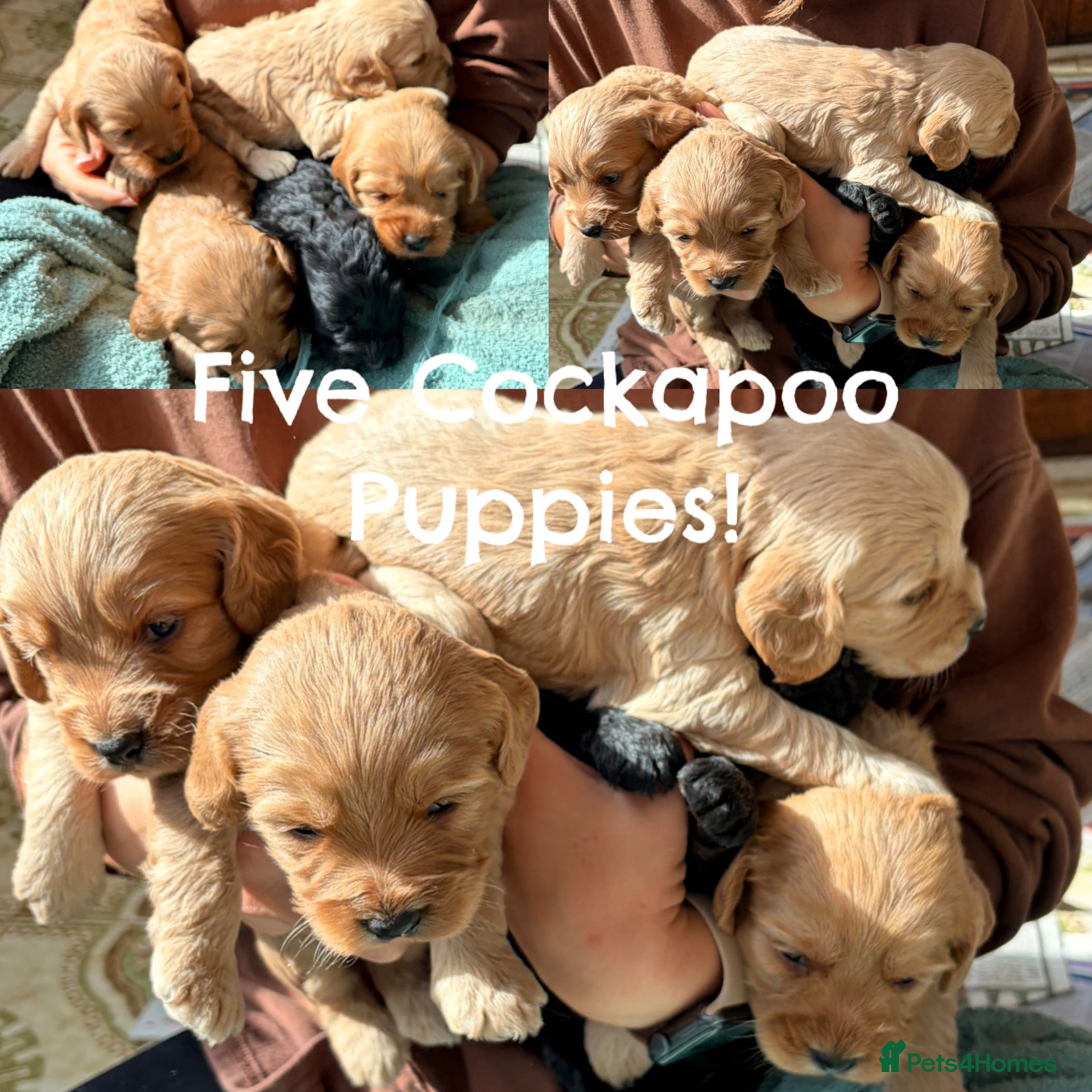 Cockapoo dogs Cutest Cockapoo Puppies! 3 Boys, 2 Girls  - Advert 1