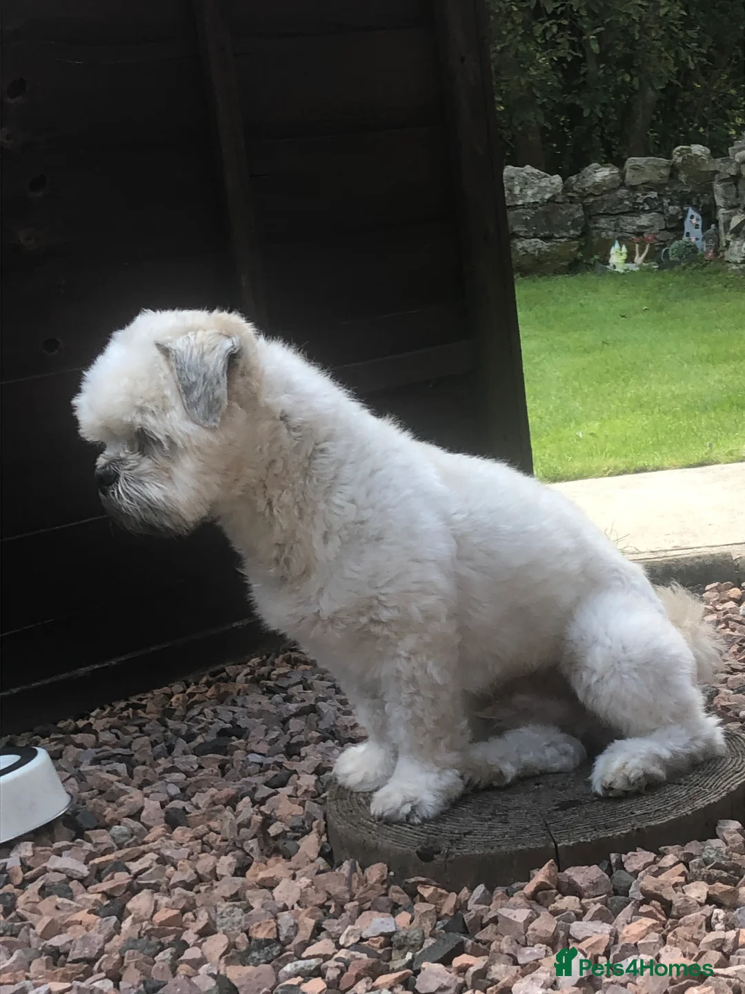 Lhasa Apso dogs for stud: My handsome Milo in Alloa - Advert 3