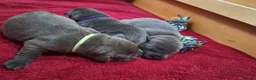 Staffordshire Bull Terrier dogs for sale: TOP QUALITY KC REG BLUE STAFFY! ONLY 1 GIRL LEFT! in Northolt - Advert 7