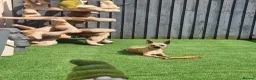 Chihuahua dogs for sale: Chihuahua 2 girls & 1 boy 🏡  - Advert 19
