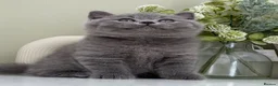 British Shorthair cats for sale: Stunning British Shorthair kittens  - Advert 20