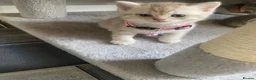 Brazilian Shorthair cats for sale: Beautiful british shorthair kittens blue lilac   - Advert 19