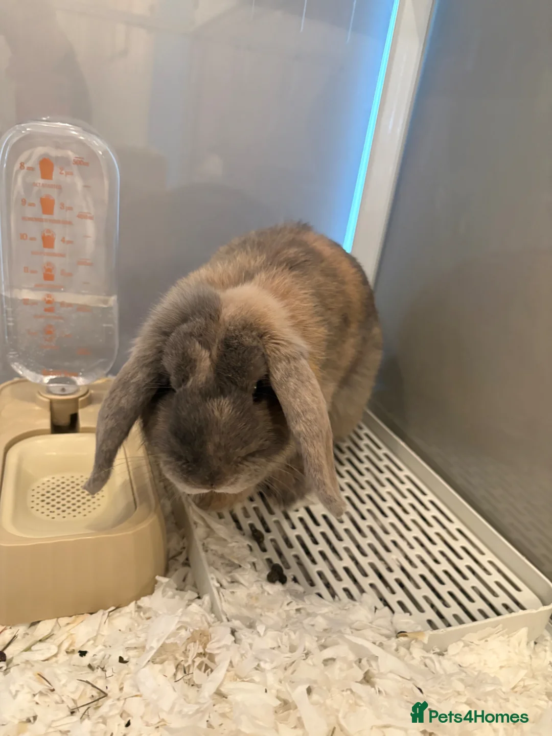 Dwarf Lop rabbits for sale: Grey/Mixed Lop Bunny Rehomed - Advert 4